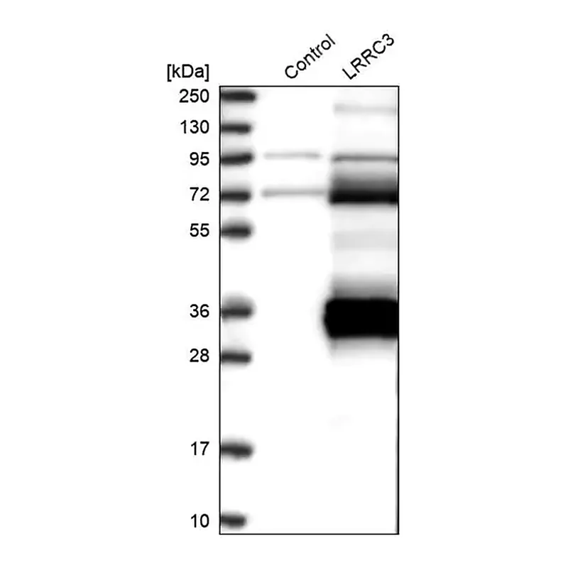 Merck Anti-LRRC3 antibody produced in rabbit