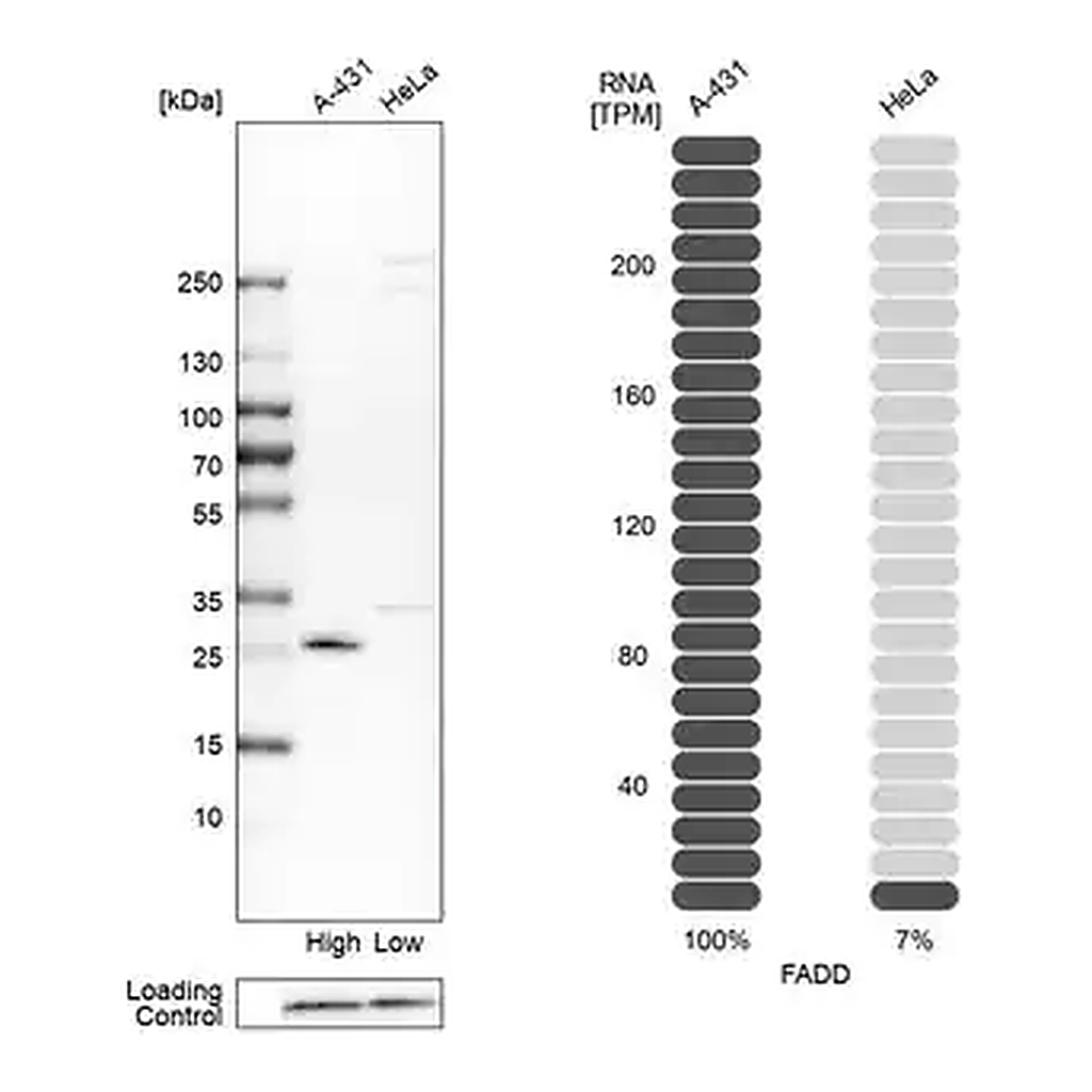 Merck Anti-FADD antibody produced in rabbit