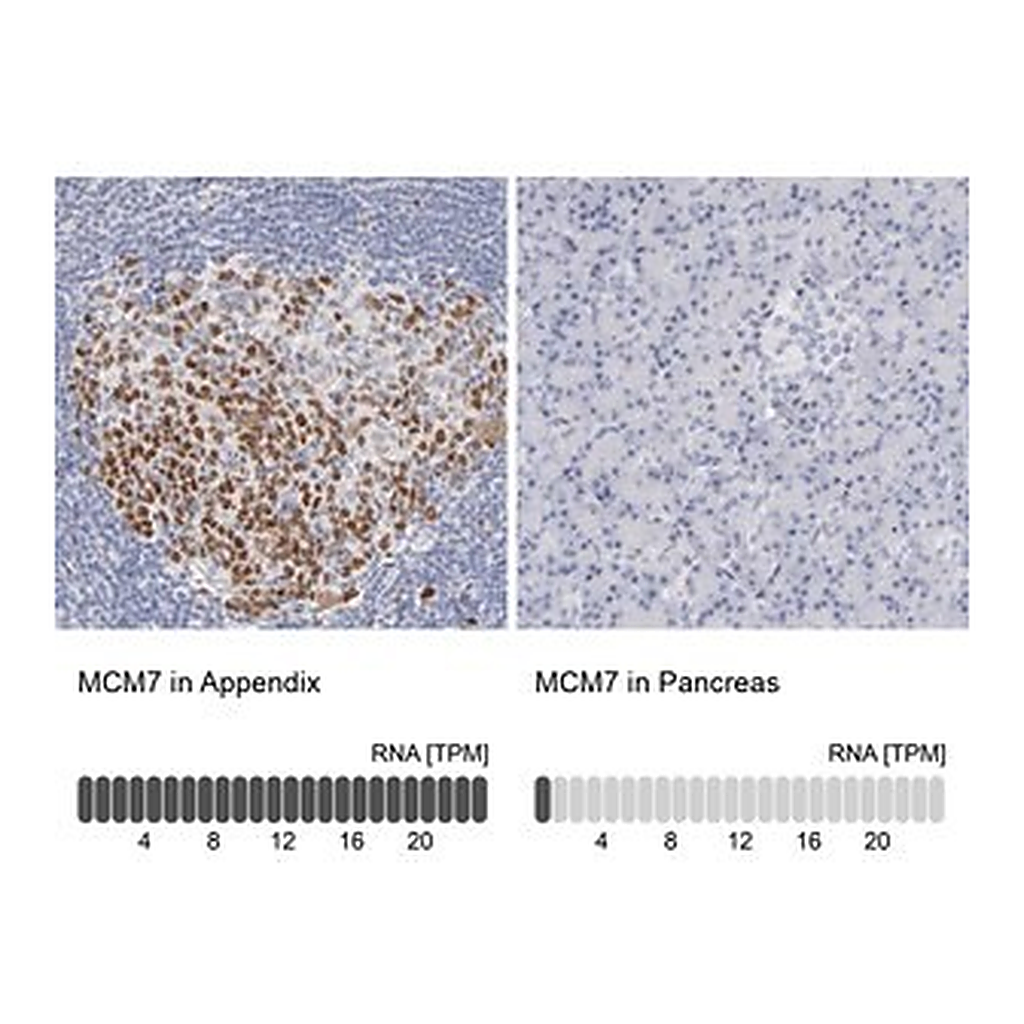 Merck Anti-MCM7 antibody produced in rabbit