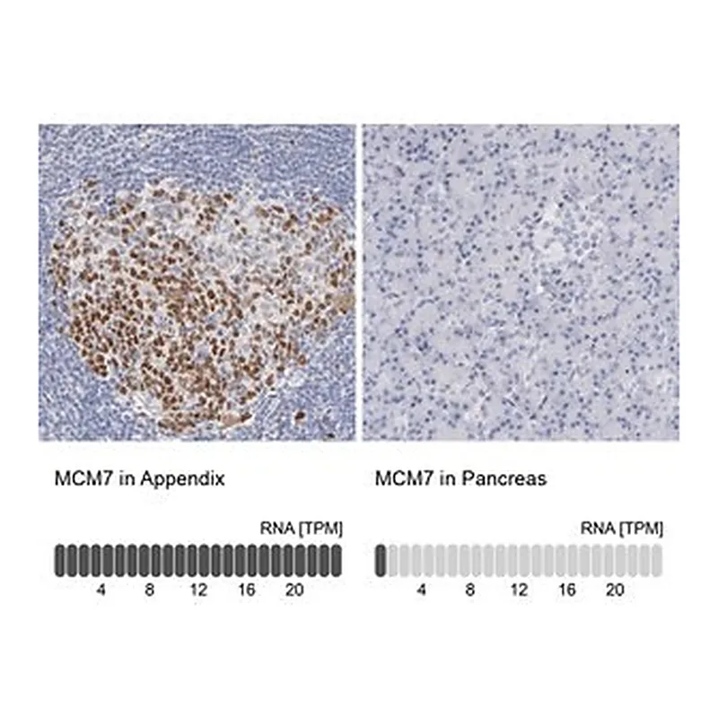 Merck Anti-MCM7 antibody produced in rabbit
