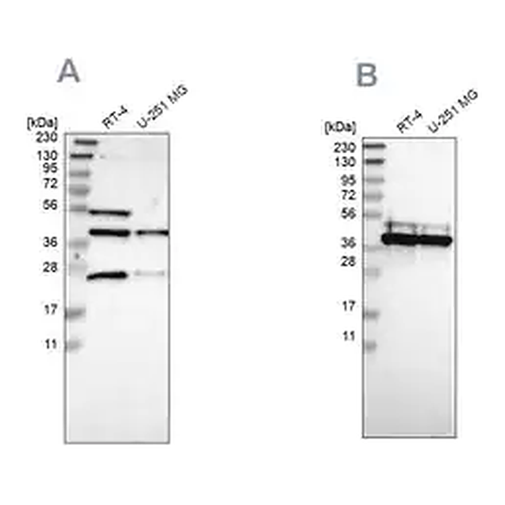 Merck Anti-CCDC51 antibody produced in rabbit