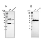 Merck Anti-CCDC51 antibody produced in rabbit