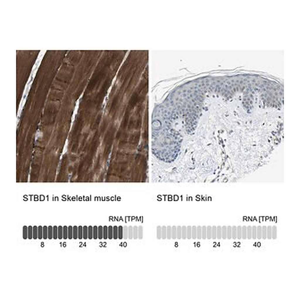 Merck Anti-STBD1 antibody produced in rabbit