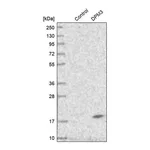 Merck Anti-DPM3 antibody produced in rabbit