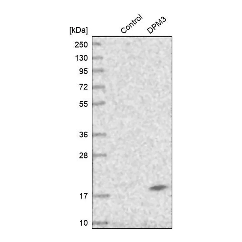 Merck Anti-DPM3 antibody produced in rabbit