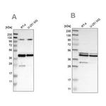 Merck Anti-CFAP36 antibody produced in rabbit