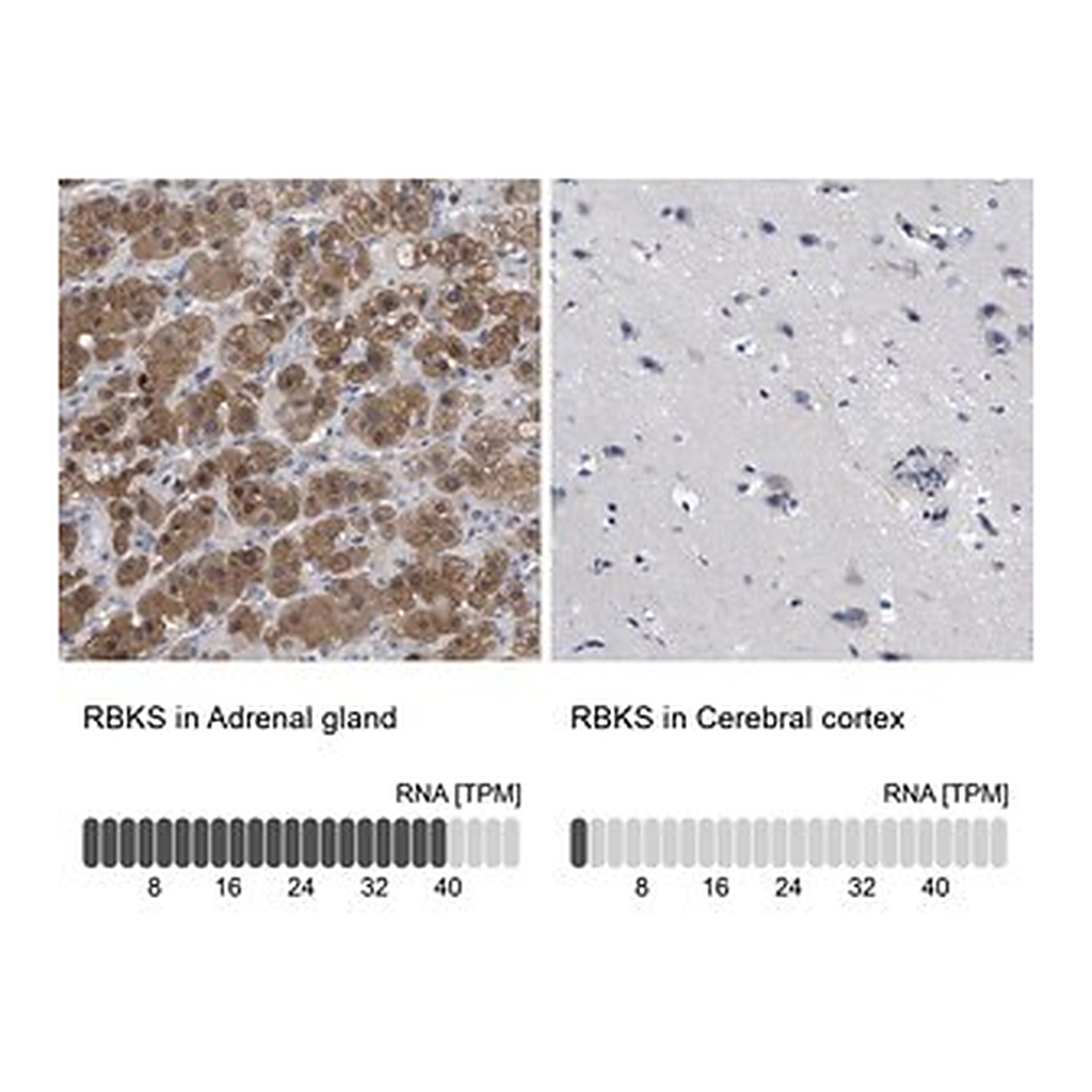 Merck Anti-RBKS antibody produced in rabbit