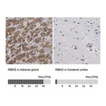Merck Anti-RBKS antibody produced in rabbit