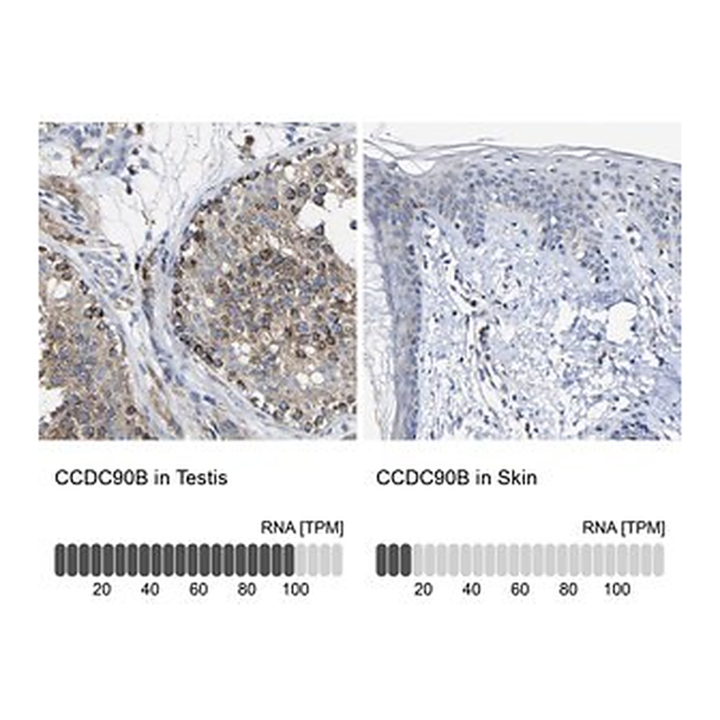 Merck Anti-CCDC90B antibody produced in rabbit