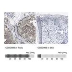 Merck Anti-CCDC90B antibody produced in rabbit
