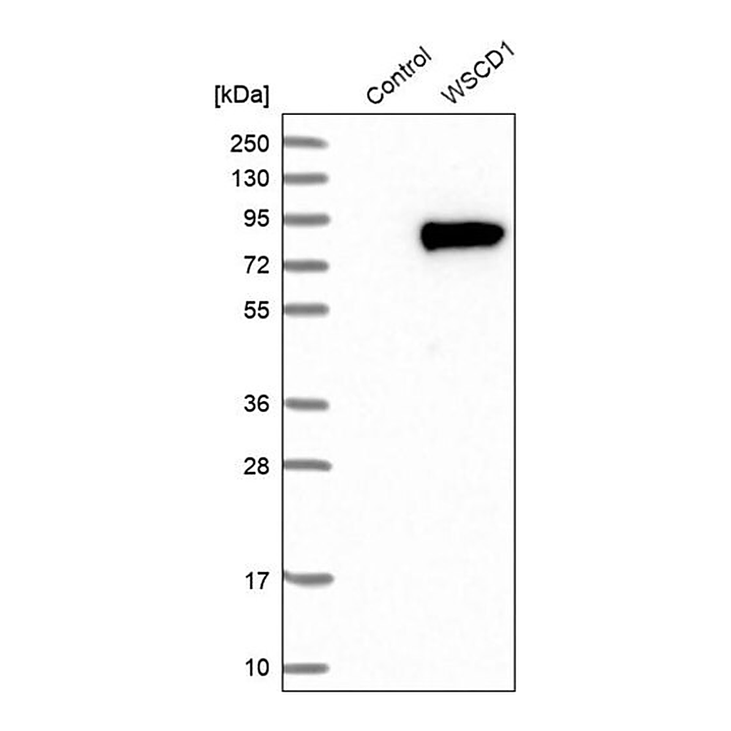 Merck Anti-WSCD1 antibody produced in rabbit