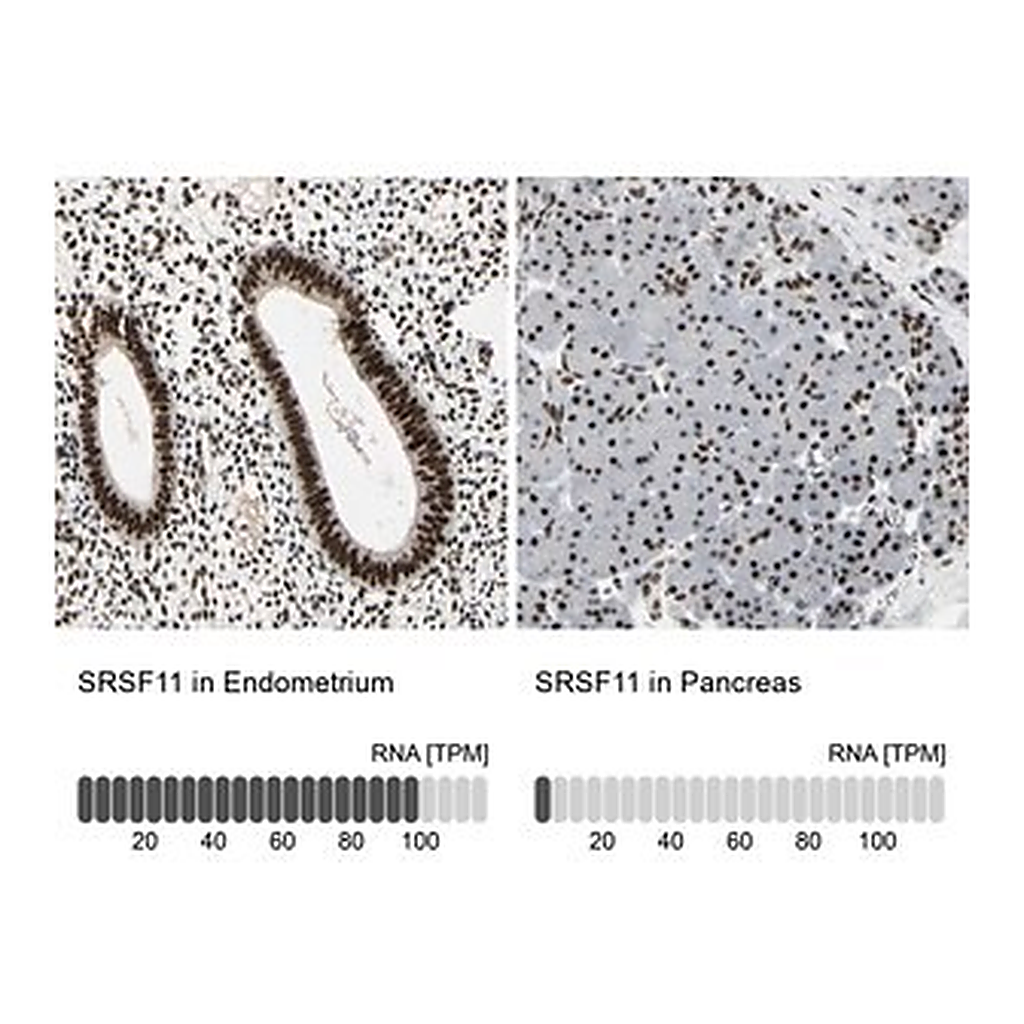 Merck Anti-SRSF11 antibody produced in rabbit