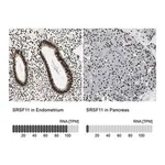 Merck Anti-SRSF11 antibody produced in rabbit
