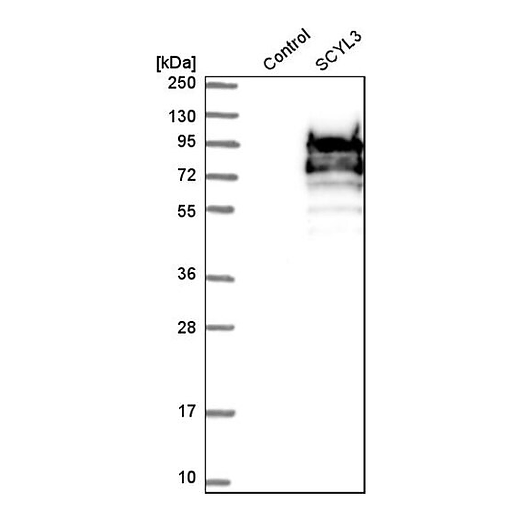 Merck Anti-SCYL3 antibody produced in rabbit