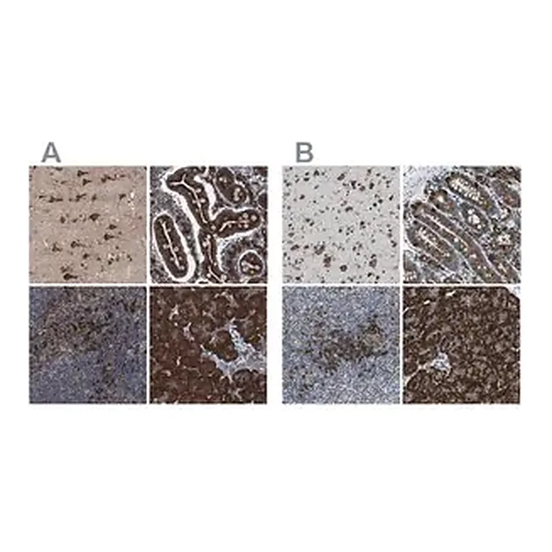Merck Anti-UGGT1 antibody produced in rabbit