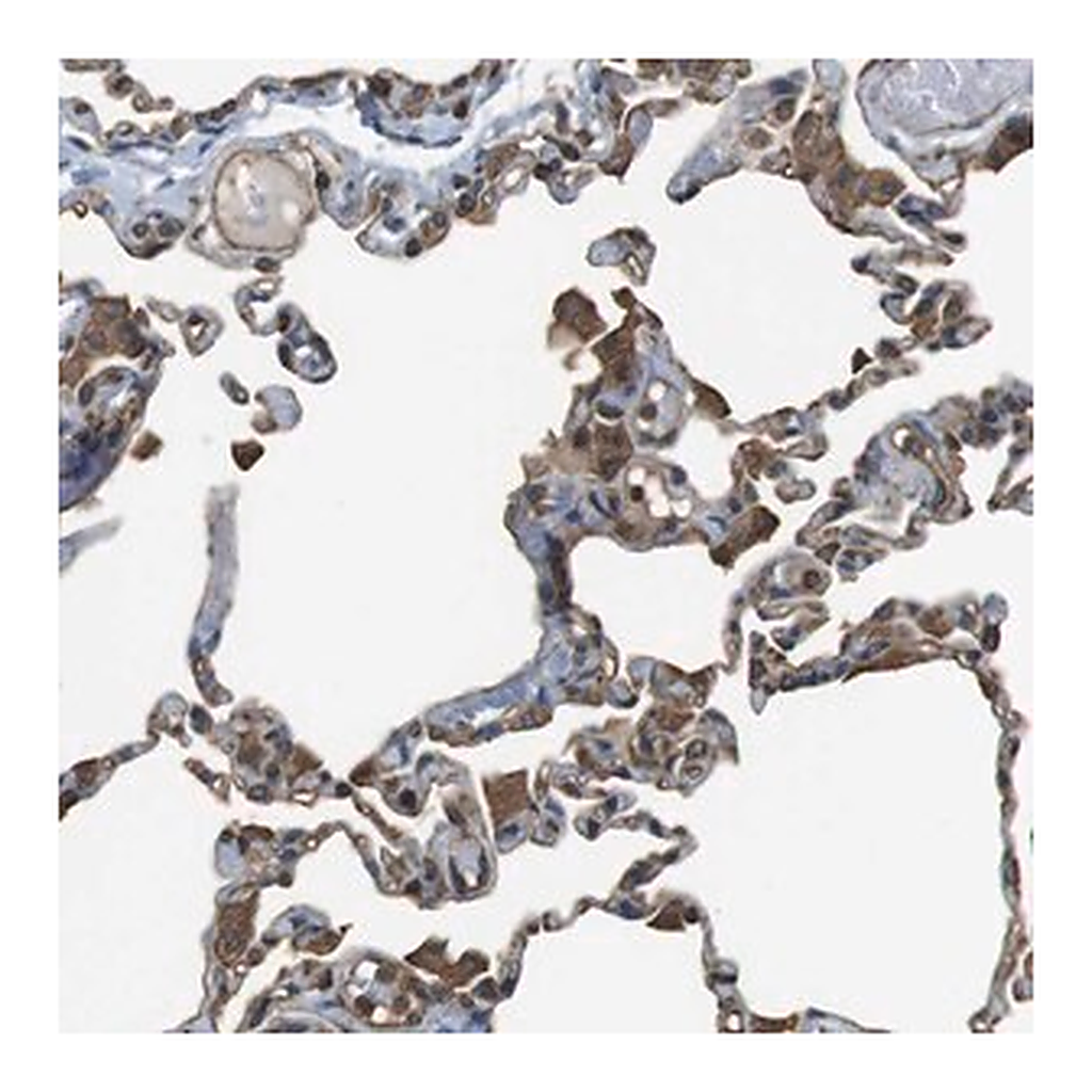 Merck Anti-FCAR antibody produced in rabbit