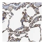 Merck Anti-FCAR antibody produced in rabbit