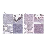Merck Anti-ARID3A antibody produced in rabbit