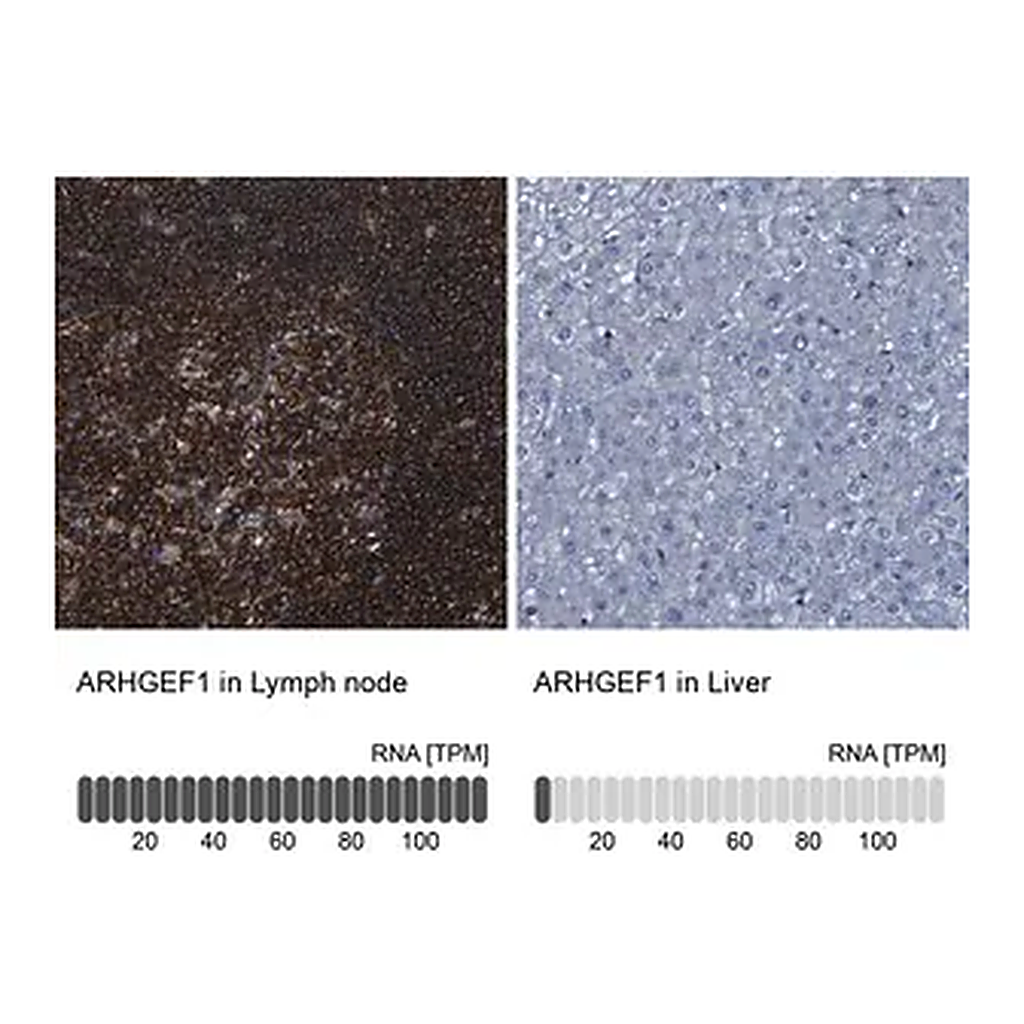 Merck Anti-ARHGEF1 antibody produced in rabbit