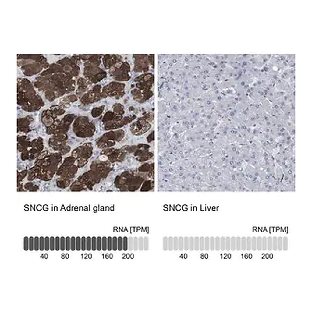 Merck Anti-SNCG antibody produced in rabbit