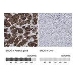 Merck Anti-SNCG antibody produced in rabbit