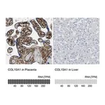 Merck Anti-COL15A1 antibody produced in rabbit