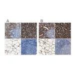 Merck Anti-ACSL1 antibody produced in rabbit