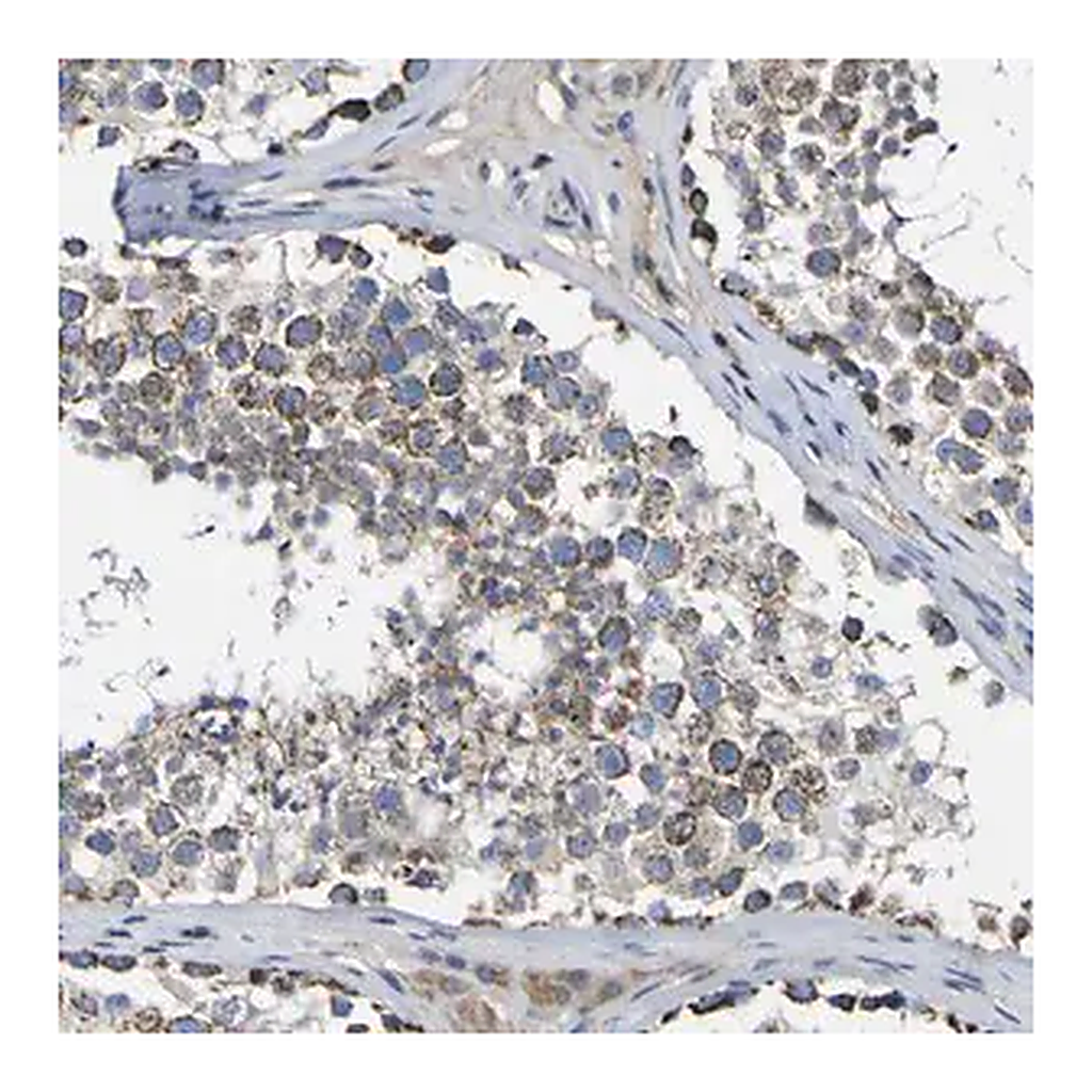 Merck Anti-CCDC90B antibody produced in rabbit