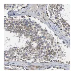 Merck Anti-CCDC90B antibody produced in rabbit