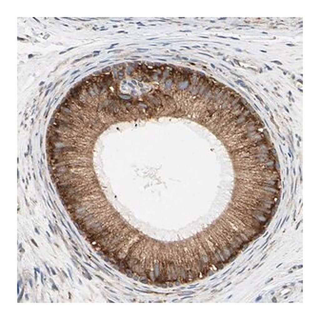 Merck Anti-RPN2 antibody produced in rabbit