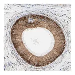 Merck Anti-RPN2 antibody produced in rabbit