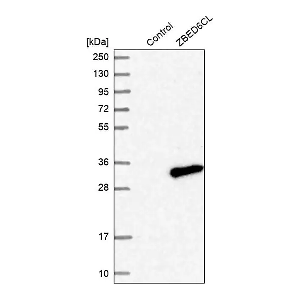 Merck Anti-ZBED6CL antibody produced in rabbit