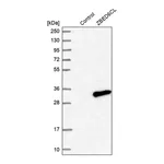 Merck Anti-ZBED6CL antibody produced in rabbit