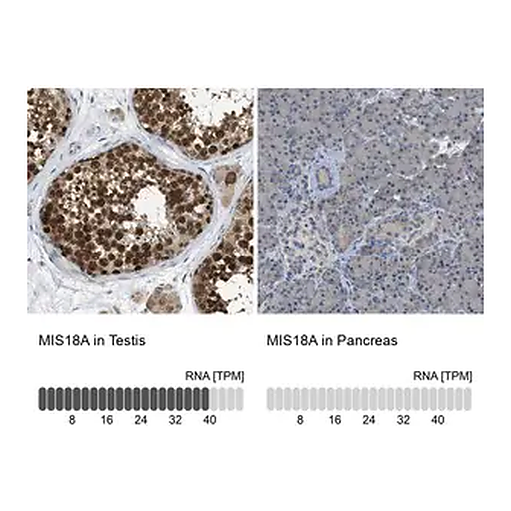 Merck Anti-MIS18A antibody produced in rabbit