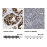 Merck Anti-MIS18A antibody produced in rabbit
