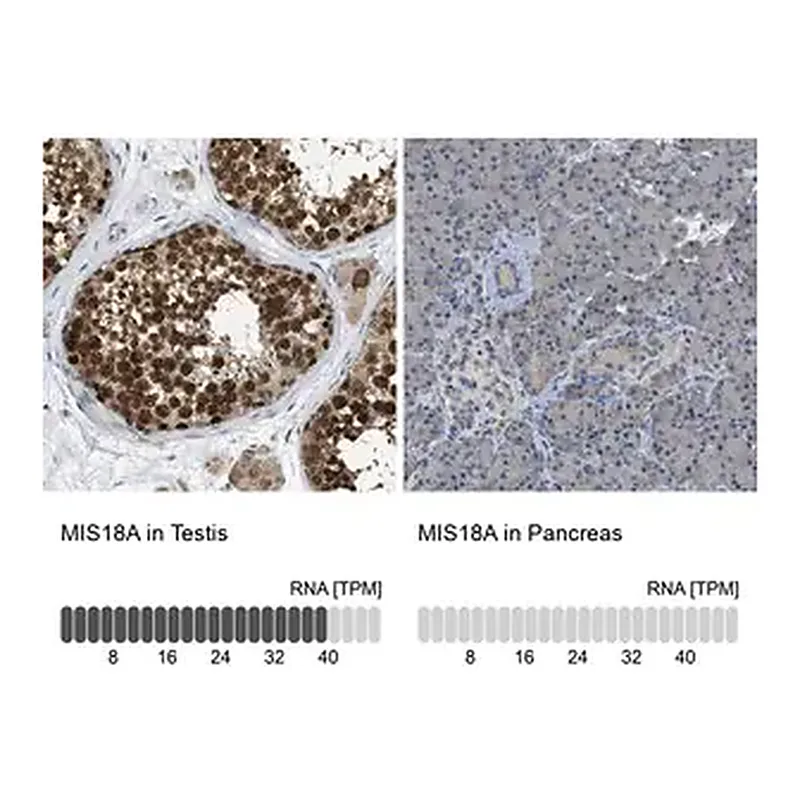 Merck Anti-MIS18A antibody produced in rabbit