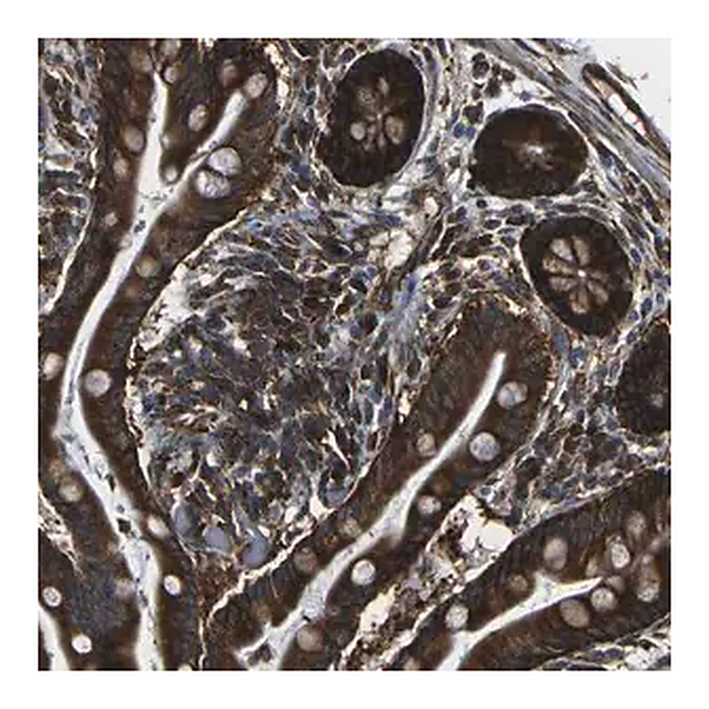 Merck Anti-MARCH2 antibody produced in rabbit