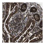 Merck Anti-MARCH2 antibody produced in rabbit