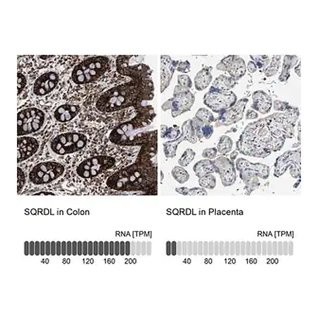 Merck Anti-SQRDL antibody produced in rabbit