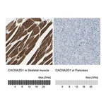 Merck Anti-CACNA2D1 antibody produced in rabbit