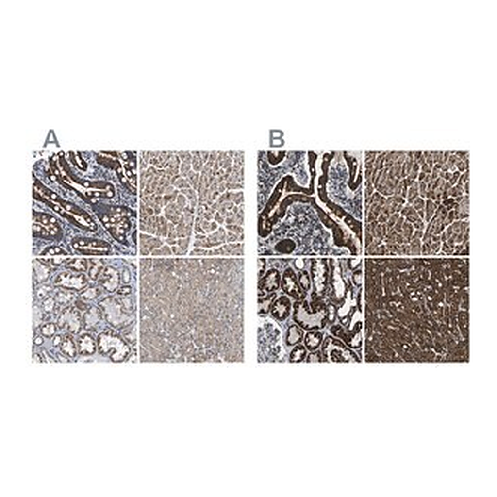 Merck Anti-ETFA antibody produced in rabbit