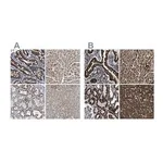 Merck Anti-ETFA antibody produced in rabbit