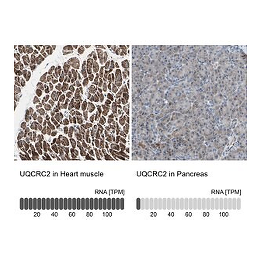 Merck Anti-UQCRC2 antibody produced in rabbit