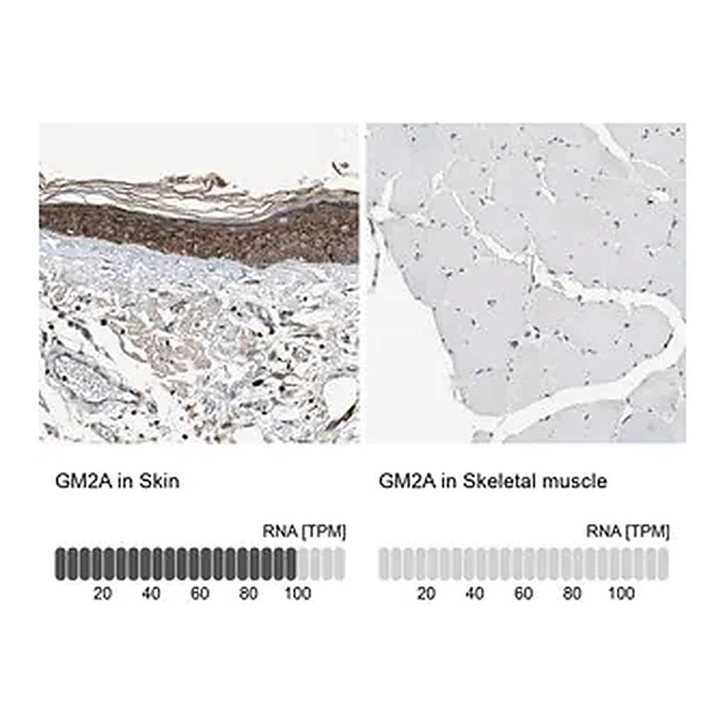 Merck Anti-GM2A antibody produced in rabbit