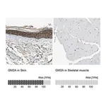 Merck Anti-GM2A antibody produced in rabbit