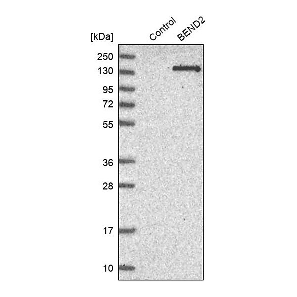 Merck Anti-BEND2 antibody produced in rabbit