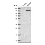 Merck Anti-BEND2 antibody produced in rabbit