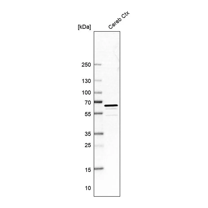 Merck Anti-PDE1B antibody produced in rabbit
