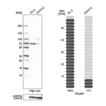 Merck Anti-TRIOBP antibody produced in rabbit