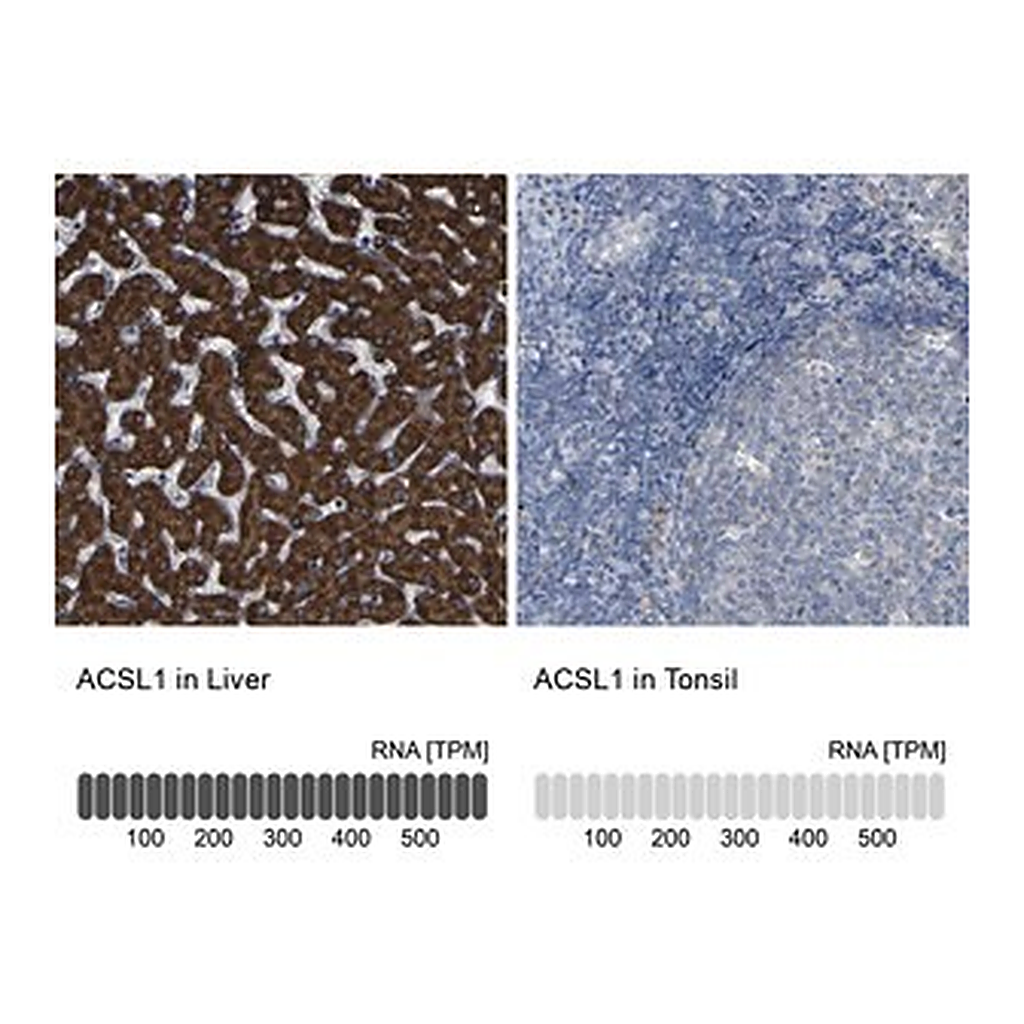 Merck Anti-ACSL1 antibody produced in rabbit
